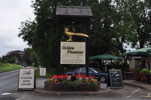 The Golden Pheasant